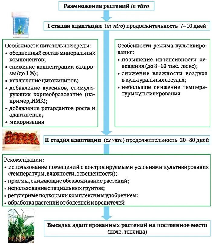 Обезвоживание растений. Потрескавшаяся земля. Обезвоживание цветов. Увядшее растение. Обезвоживание цветов.