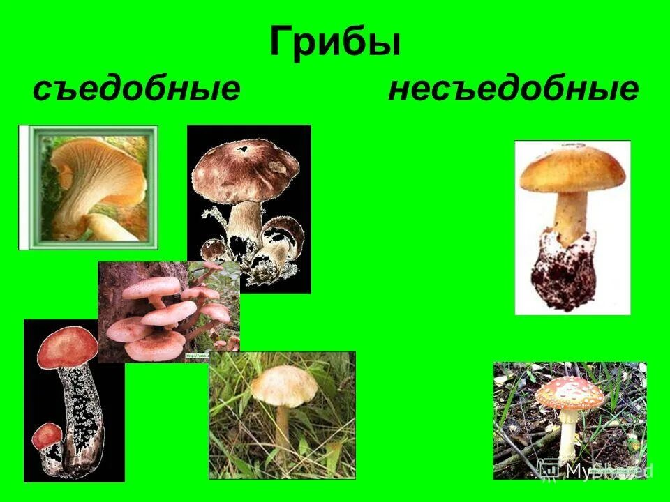 Съедобные и несъедобные грибы 2 класс окружающий. Съедобные и несъедобные грибы 2 класс окружающий. Грибы съедобные несъедобные и ядовитые. Съедобные грибы и несъедобные грибы 3 класс. Ядовитые и неядовитые грибы 2 класс.