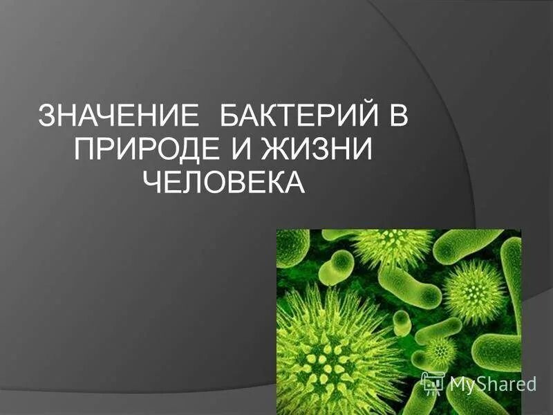 Бактерии в природе. Значение бактерий в природе и жизни человека. Бактерии в жизни человека. Презентация бактерии в природе и в жизни человека. Презентация бактерий в жизни человека