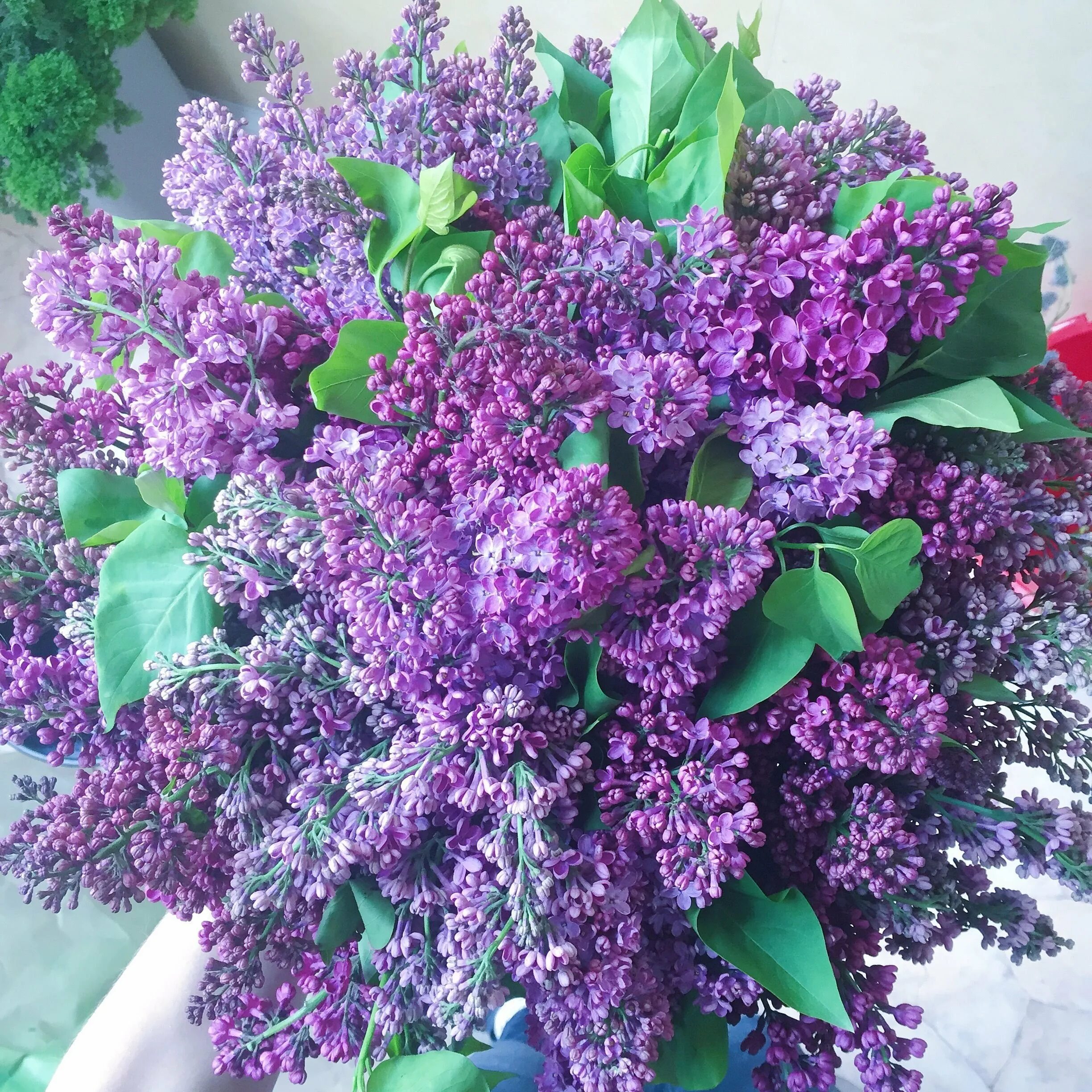 Видеть во сне сирень цветущую. Сирень обыкновенная изобилие. сирень izobilie. сирень микс. японская сирень.