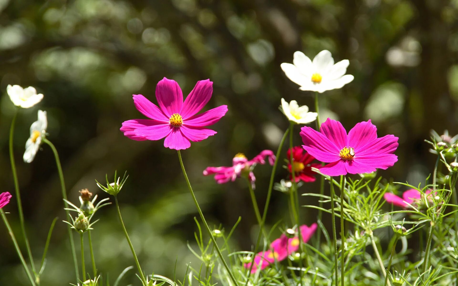 Flower nature. Космея Космик. Космея глиссандо. Космея бордюрная. Космея Луговая.