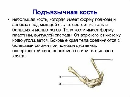 Где найти кость