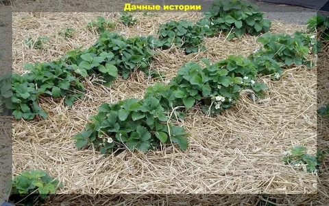 Мульча под чеснок