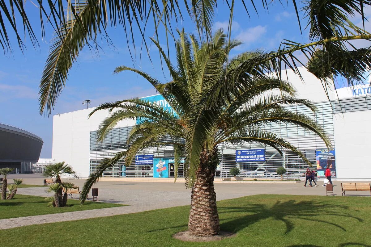 пальмы сочинский дендрарий. сочинские пальмы. пальмовый парк в сочи. сочинские пальмы. сочинские пальмы.