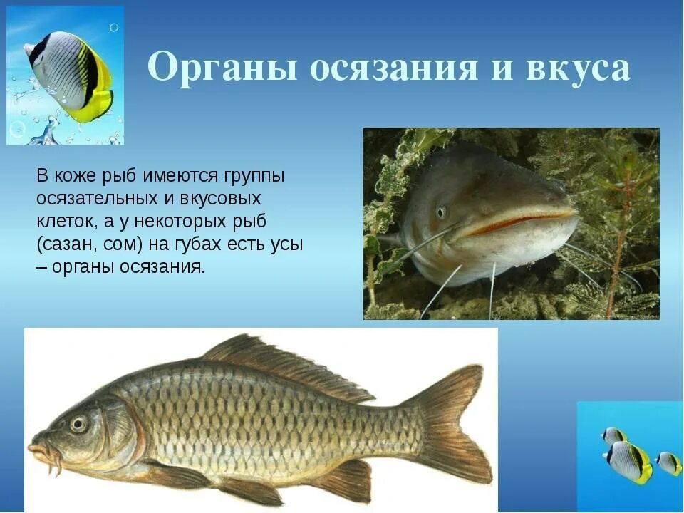 Органы обоняния у рыб. Осязание у рыб. Орган вкуса у рыб. Органы чувств рыб осязания. Органы слуха у рыб находятся