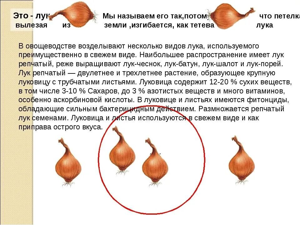 Можно ли ребенку давать лук. Лук шалот и репчатый лук отличия. размер лука репчатого. разновидности лука репчатого. лук репчатый описание.
