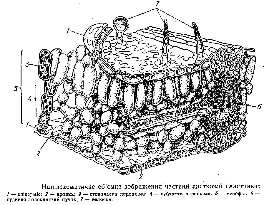 Поперечный срез листа строение. Поперечный срез листа ЕГЭ. Внутренне строение листа поперечный срез. Внутреннее строение листа рисунок ЕГЭ.