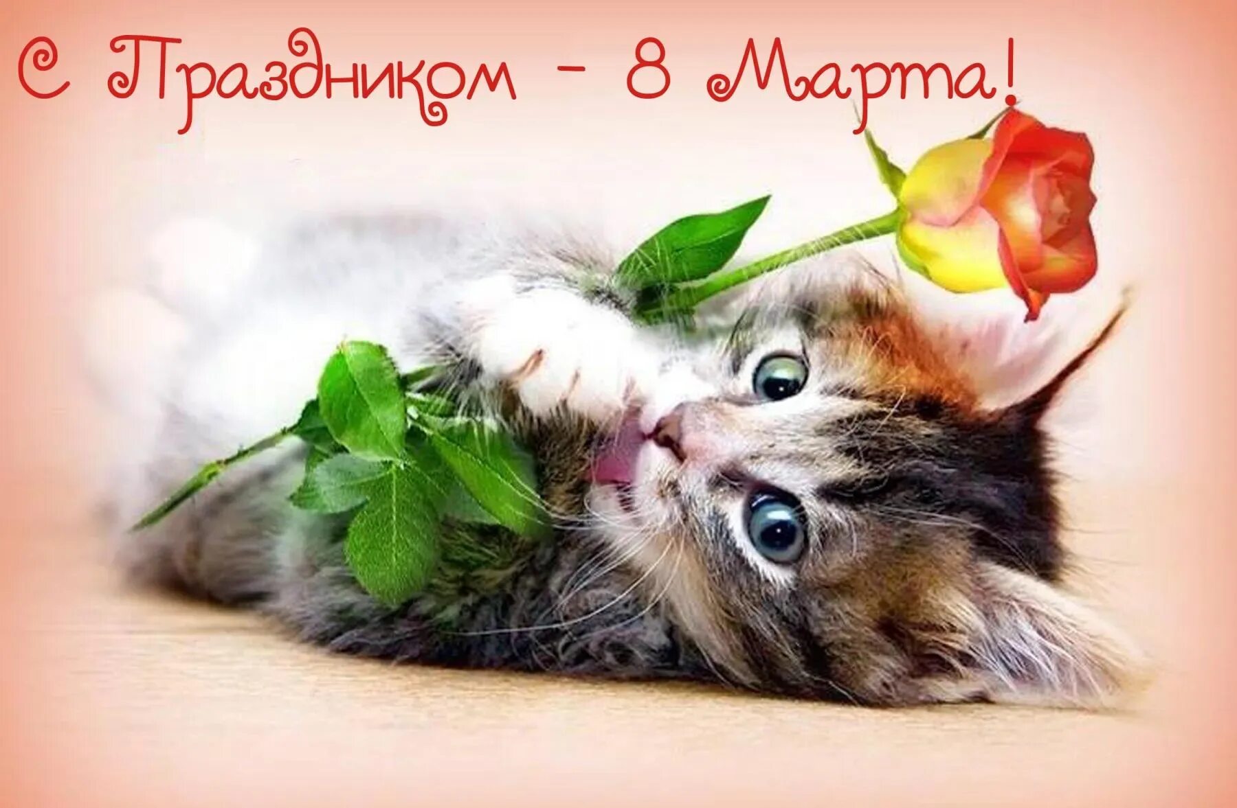 Поговори с мартом. Открытка. Открытки с котятами.