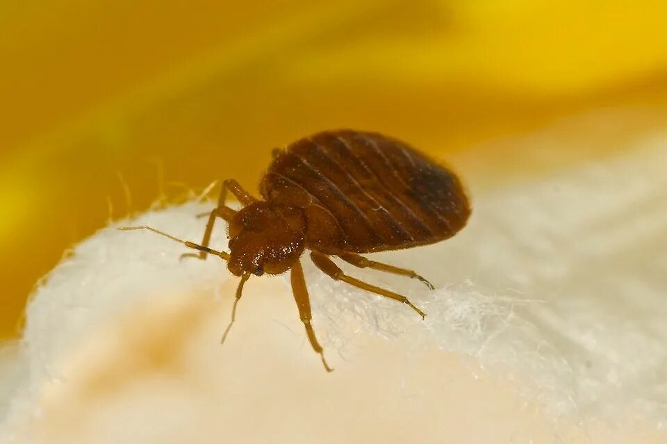 Как выглядит фото. Постельный клоп (Cimex lectularius). Тропические постельные клопы. Кровососущие насекомые Подмосковья. Cimex lectularius - постельный клоп гомеопатия.