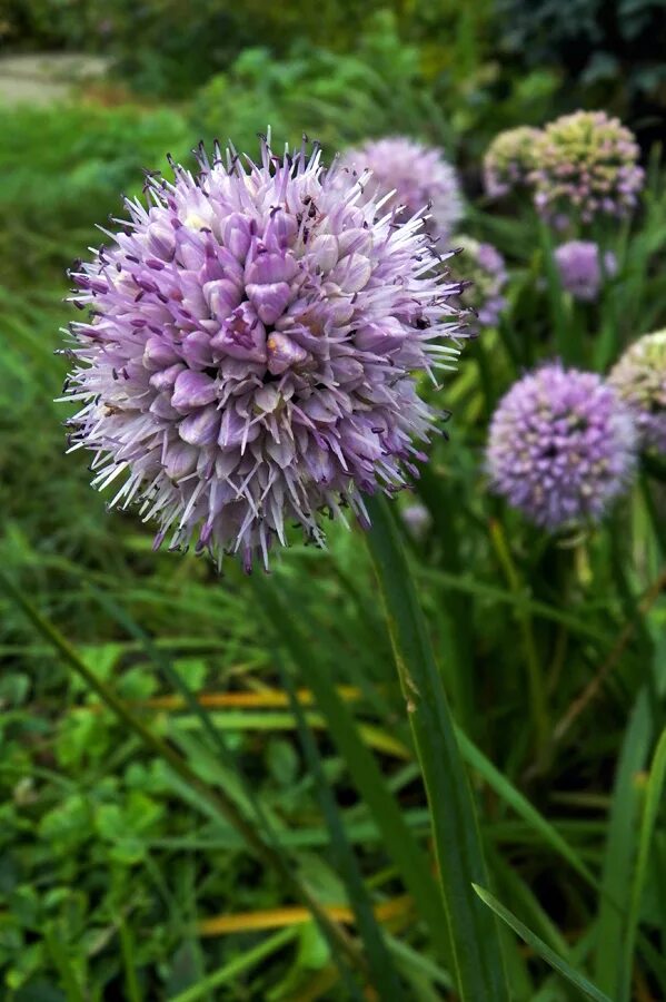 Дикий лук название. Лук поникающий (слизун) (Allium Nutans). Аллиум слизун. Allium Nutans лук поникающий. Лук Мангыр.