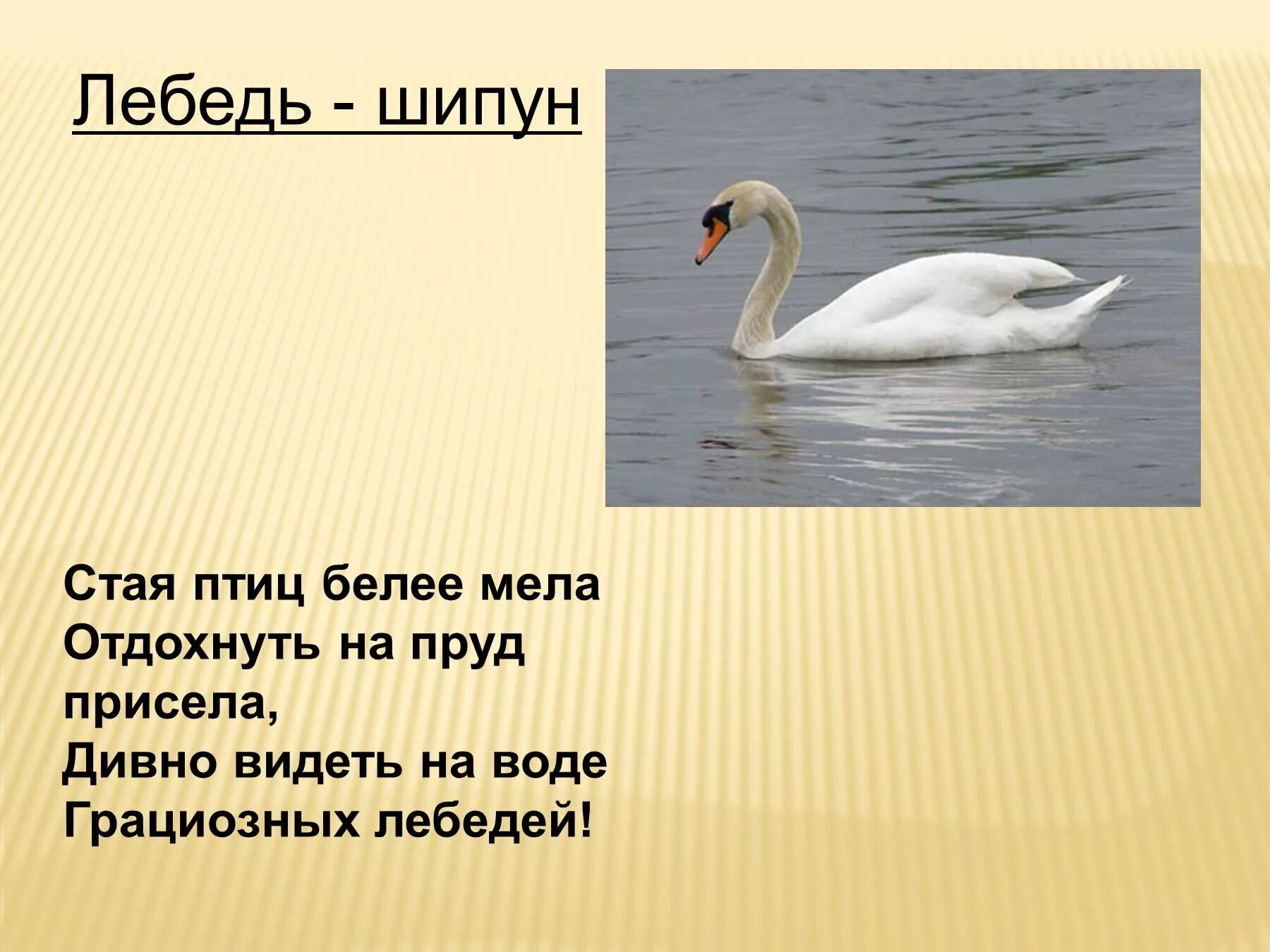 Песня со словом лебедь. Птица лебедь-шипун. Перелётные птицы лебедь шипун. Загадка о лебеде для детей. Загадка про лебедя.