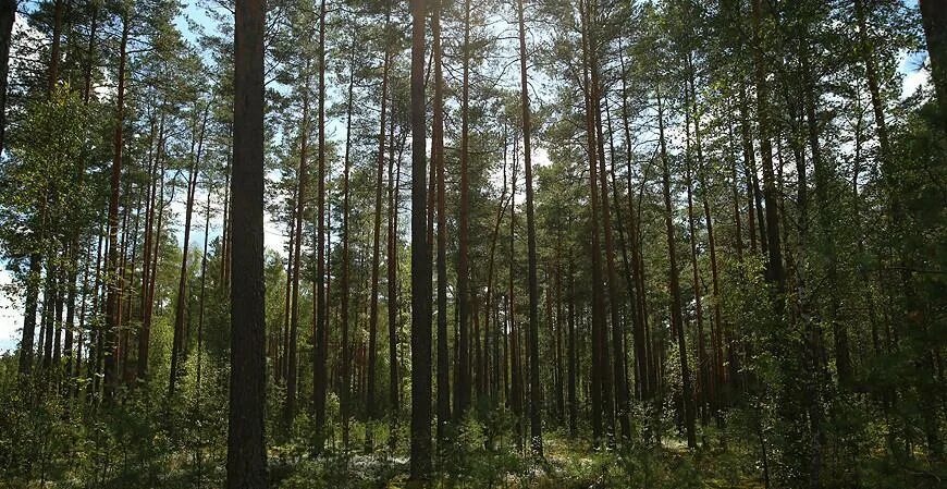 Можно ли посещать леса. Запрет на посещение лесов в Беларуси. Ограничение посещения лесов. Лесное хозяйство в Белоруссии и ее природа. Запрет на посещение лесов в РБ 2023.