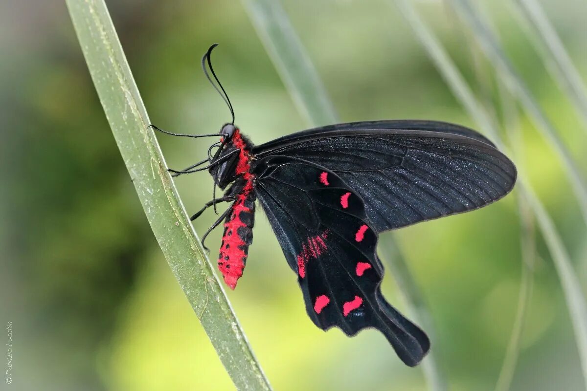 Парусник алкиной. Парусник румянцева (papilio rumanzovia). Бабочка парусник коцебу. Papilio rumanzovia бабочка. Парусник кочубей бабочка.
