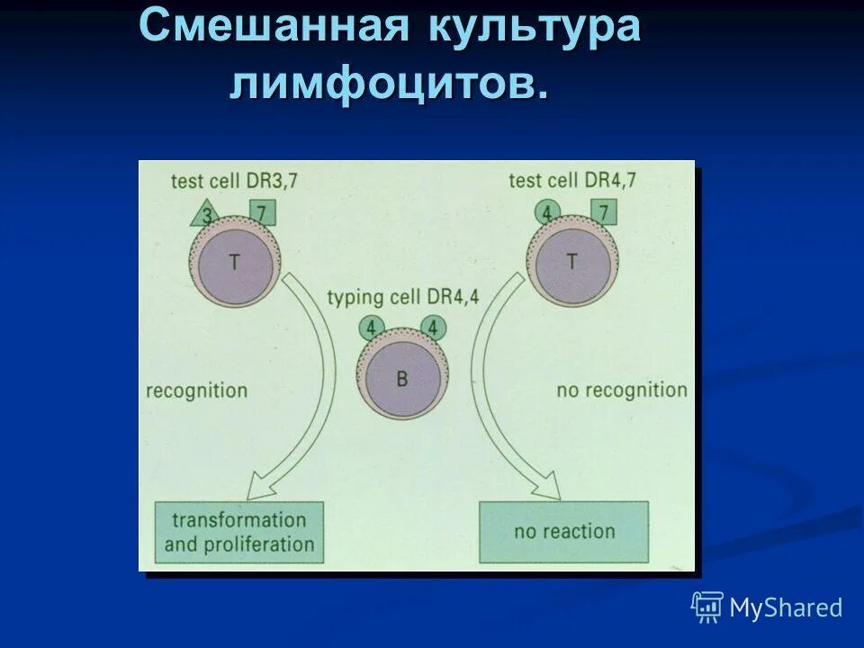 Реакции между ионами в растворе. Клинические проявления смешанного типа аллергических реакций. Методы определения аспартатаминотрансферазы. В чем суть реакции смешанной культуры лимфоцитов. Первая помощь при аллергии на лекарства.