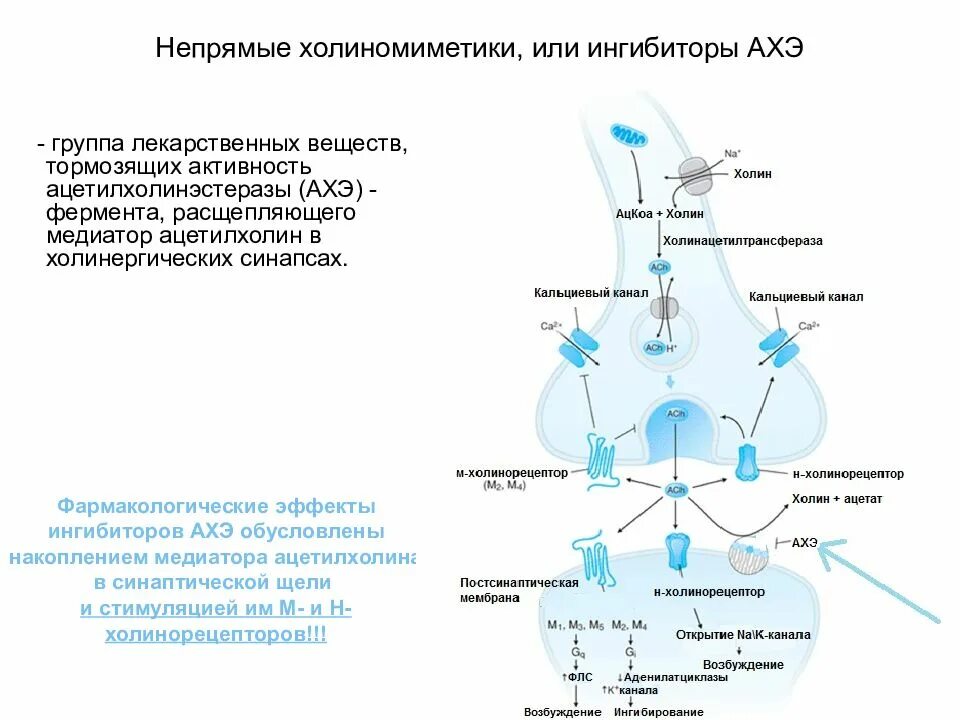 Механизм действия м холиномиметиков. Механизм действия н холиномиметиков схема. Механизм действия схема м-холиномиметиков. Ингибиторы ацетилхолина препараты. Блокаторы ацетилхолина препараты.