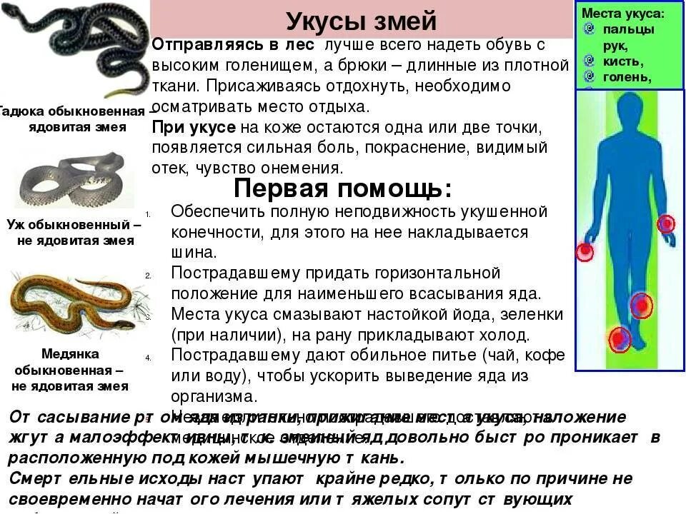 Как не допустить укуса гадюки. Осторожно змеи. памятка змеи. памятка при укусе змеи. памятка при укусе гадюки.