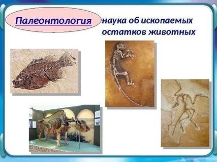 Палеонтология и ее методы