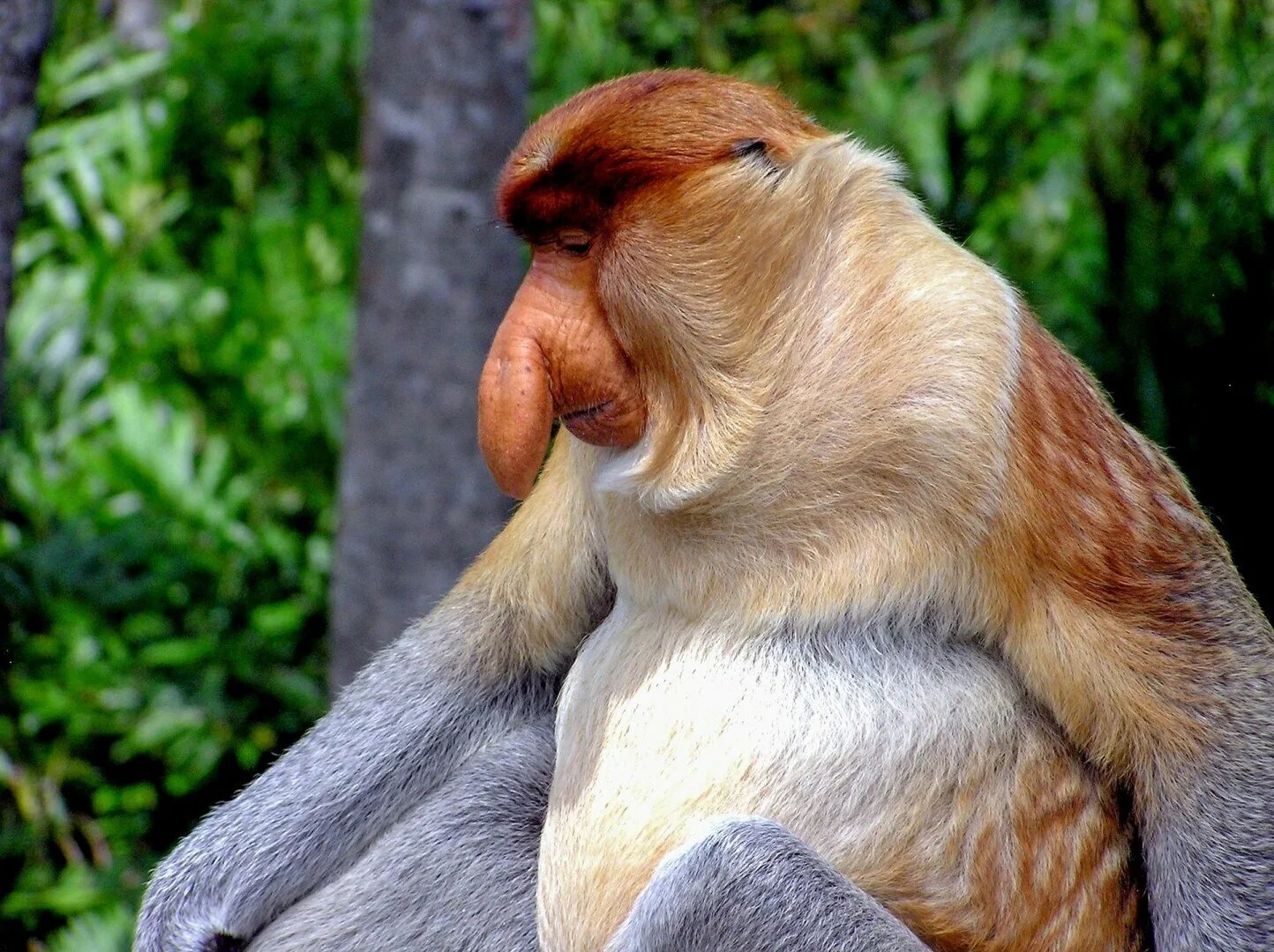 Носач Борнео. Обезьяна носач. Носач (proboscis Monkey). Носатая обезьяна кахау.