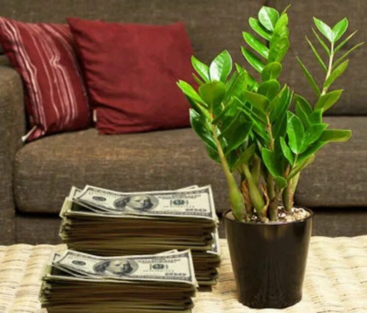 Замиокулькас в домашних условиях приметы. Замиокулькас. Денежное дерево замиокулькас. Замиокулькас долларовое дерево. Денежный цветок замиокулькас.