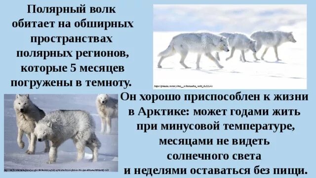 Полярный волк доклад. Волк в Арктике. Обитает волк в Арктике?. Волки обитающие в России. Среда обитания волка 5 класс биология впр