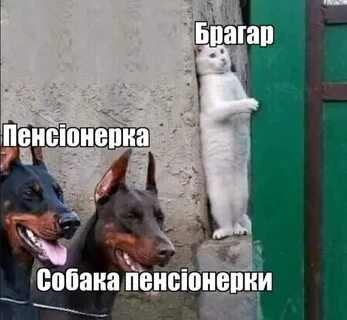 Коммуналка собака