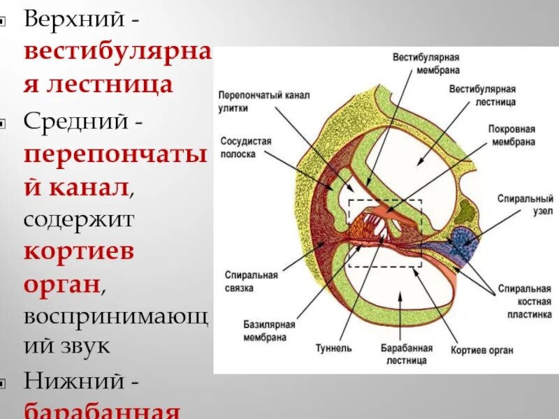 Кортиев орган вестибулярный аппарат. Перепончатый Лабиринт Кортиев орган. Вестибулярная лестница. Барабанная и преддверная лестницы. Барабанная и вестибулярная лестница.