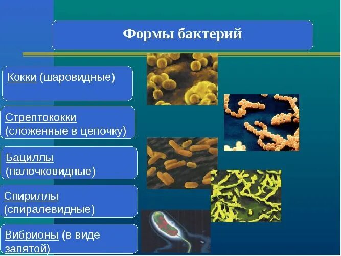 Вывод о разнообразии форм тела бактерий. Форма бактерии кокки. Палочковидные формы бактерий. Палочковидные формы бактерий бактерии. Формы бактерий 5.