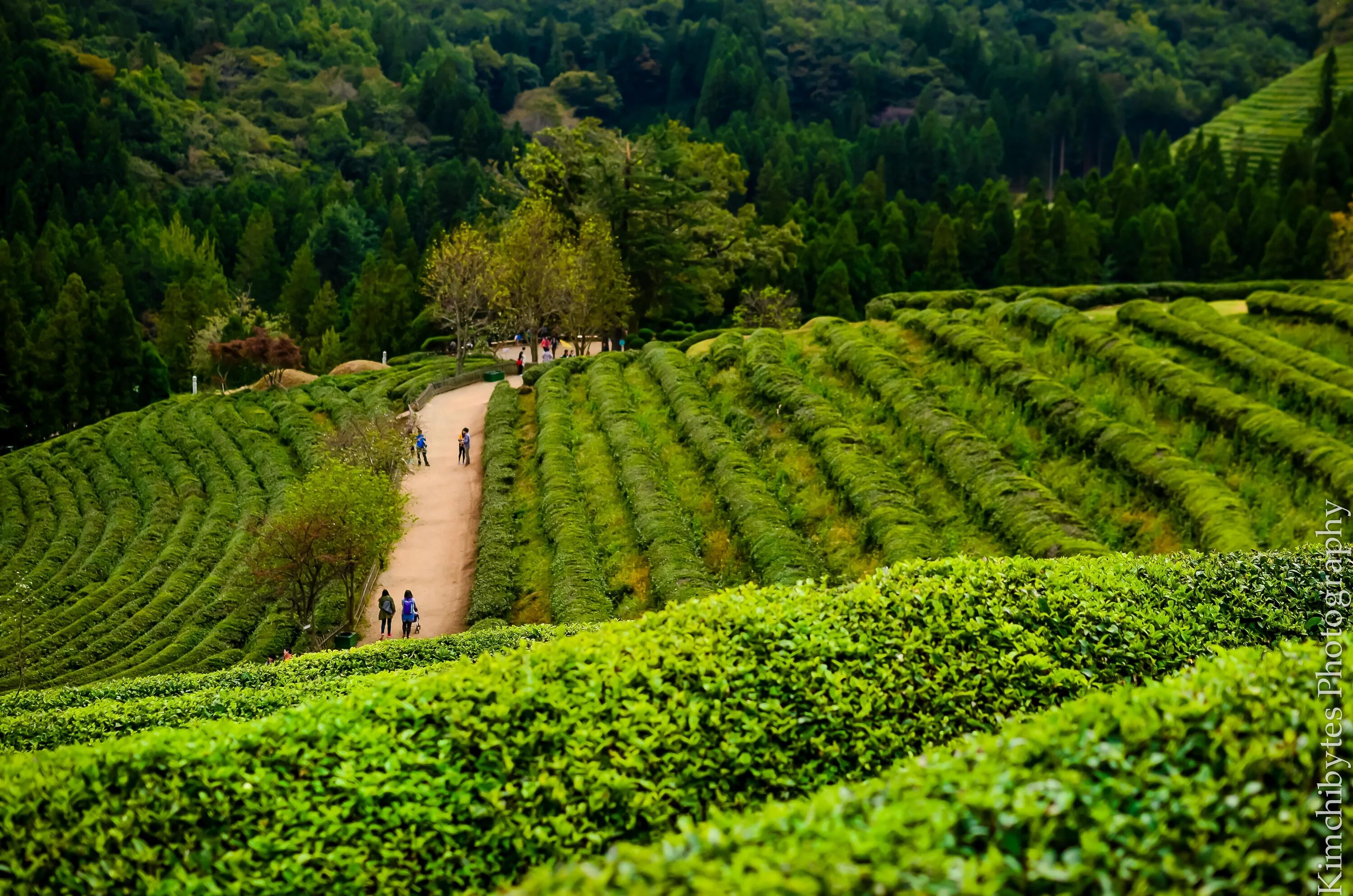 Виды плантаций. Чайные плантации Мацесты. Чайная плантация горы Грузия. Чайная плантация Эквадор. Чайные плантации Дагомыс.