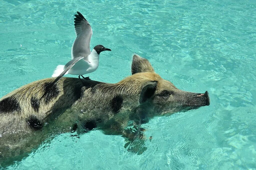 Animals swim