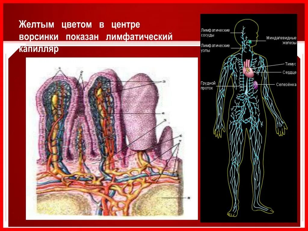 Лимфатические капилляры. Лимфатический капилляр ворсинки. Лимфатические капилляры схема. Лимфатические капилляры расположение. Где находятся кровеносные и лимфатические сосуды