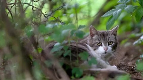 Коте в лесу
