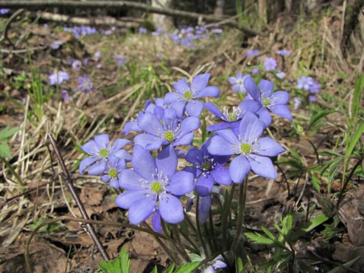 глухариная сосна. глухариный ток а утренняя заря. иж-27 боровая дичь глухарь. обыкновенный глухарь. глухариные зори.