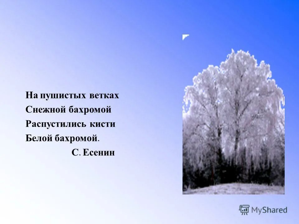 Белая берёза под моим окном. Пушистые ветки. Зима в деревне вертикальные. На пушистых ветках. Зимняя береза.