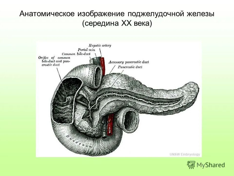 Processus uncinatus поджелудочной железы. Крючковидный отросток поджелудочной железы. Образование крючковидного отростка поджелудочной железы. Поджелудочная железа рисунок анатомия. Поджелудочная маркеры