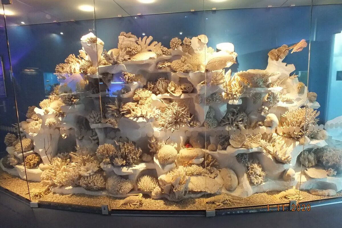 Где находится музей океана. Музей мирового океана в Калининграде. Музей мирового океана в Калининграде внутри. Музей мирового океана в Калининграде аквариум.