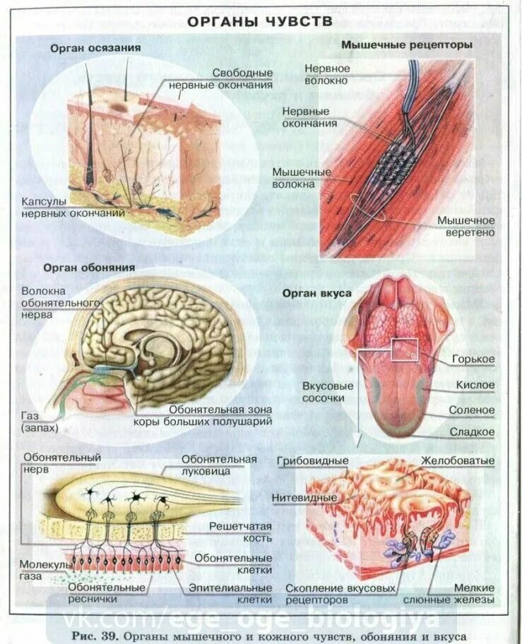 Рецепторы мышечного чувства расположены в. Органы чувств вкуса обоняния осязания таблица. Органы равновесия осязания обоняния вкуса таблица. Органы осязания обоняния вкуса. Органы чувств анатомия.