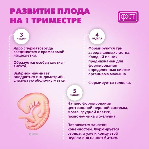 Как понять второй триместр. Первый триместр. при беременности 1 триместр. триместры беременности. сроки 1 триместра беременности.