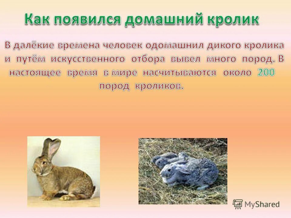 К каким животным относятся кролики. К какому виду относится кролик. К какому семейству относится кролик. Кролики к какому виду животных относятся. К какому классу относится кролик.