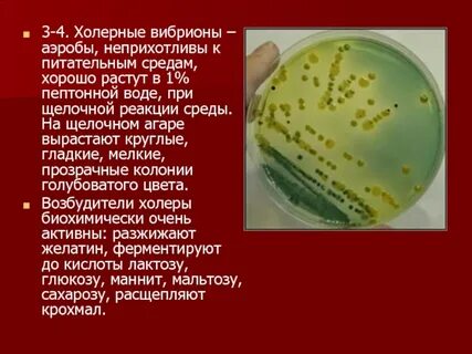 Посев на возбудителей
