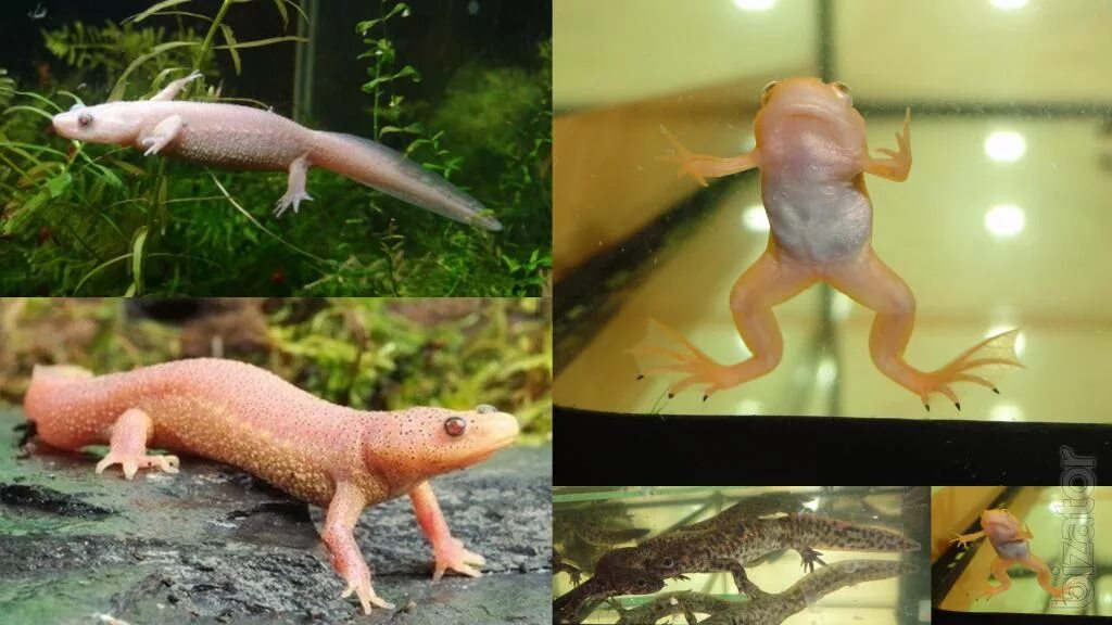 самка иглистого тритона. тритоны пол. самка испанского тритона. самка иглистого тритона. тритоны пол.