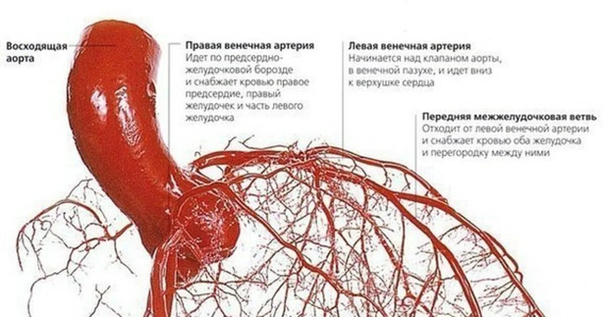 Коронарные артерии кровоснабжают. Анатомия коронарных артерий. Названия артерий сердца. Коронарные сосуды схема.