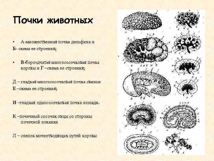 животные Империя вид царство подцарство тип - Школьные Знания.com