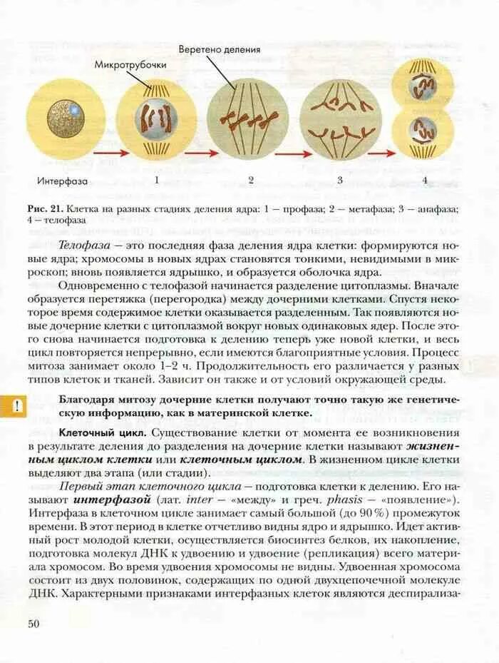 Биология 9 класс параграф 9 читать. Биология 9 класс Пономарева фазы митоза. Клетка на разных стадиях деления ядра. Процесс деления ядра клетки. Летка на разных счтадиях деления ядра.