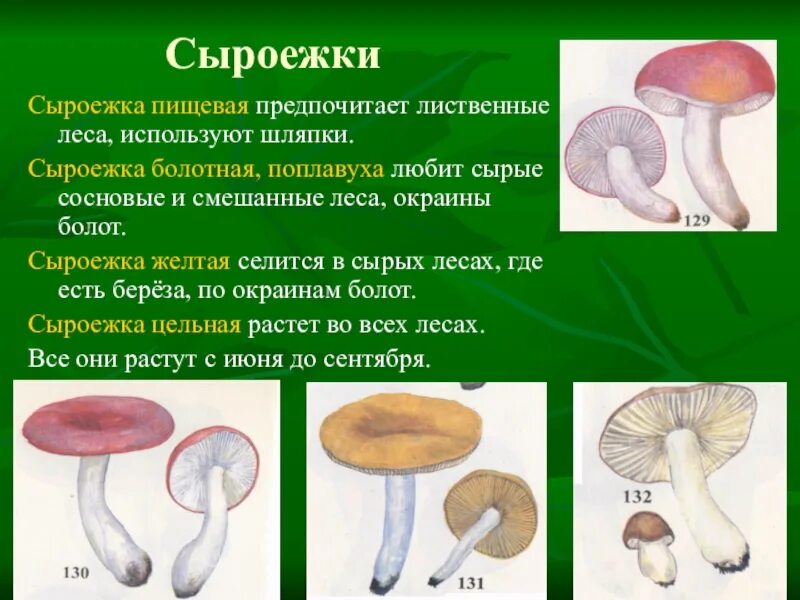 Сыроежка лексическое значение. Сыроежка шляпка снизу. строение гриба сыроежка. строение шляпки у сыроежки. строение сыроежки.
