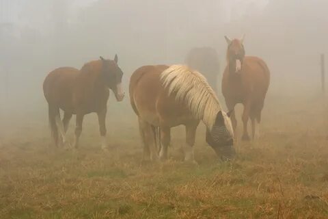 Осенью скот жиреет а человек добреет