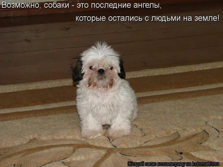 собаки последние ангелы на земле. аюсобаи- это последние ангелы на земле. собаки последние ангелы на земле. собаки последние ангелы на земле цитата. собака последний ангел на земле стих.