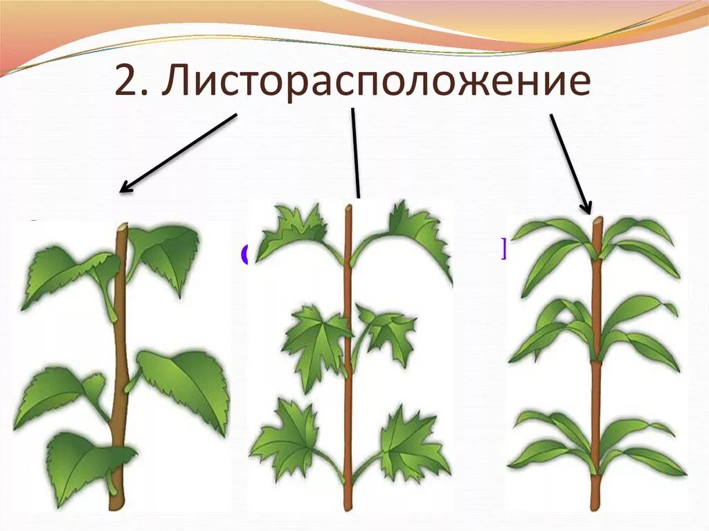 Сирень расположение листьев. Малина листорасположение. Побег каллы листорасположение. Тополь листорасположение. Двурядное листорасположение.