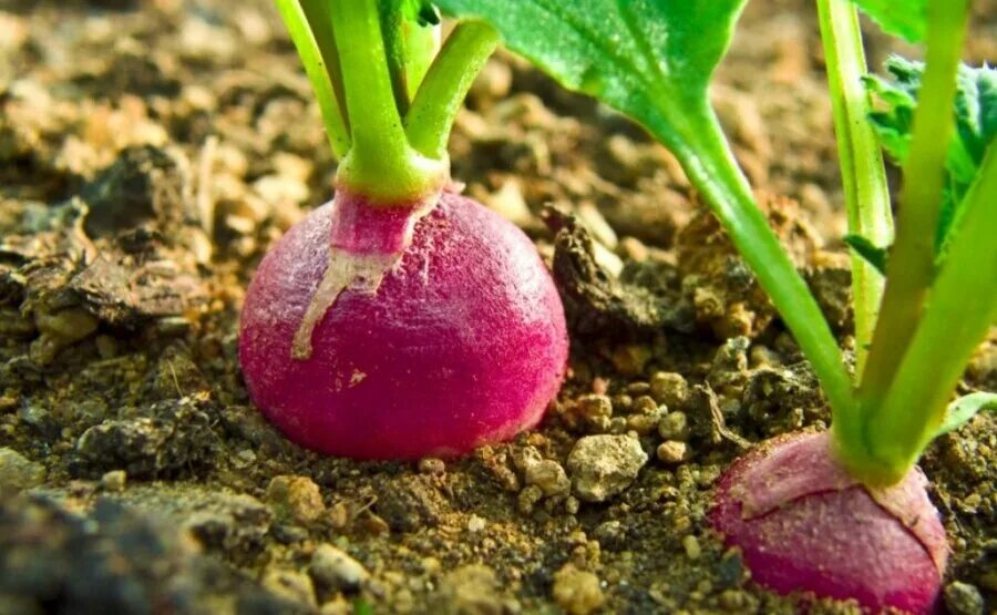 Посадить редиску в марте. Редис. Редис растение. Редис в земле. Редис растет.
