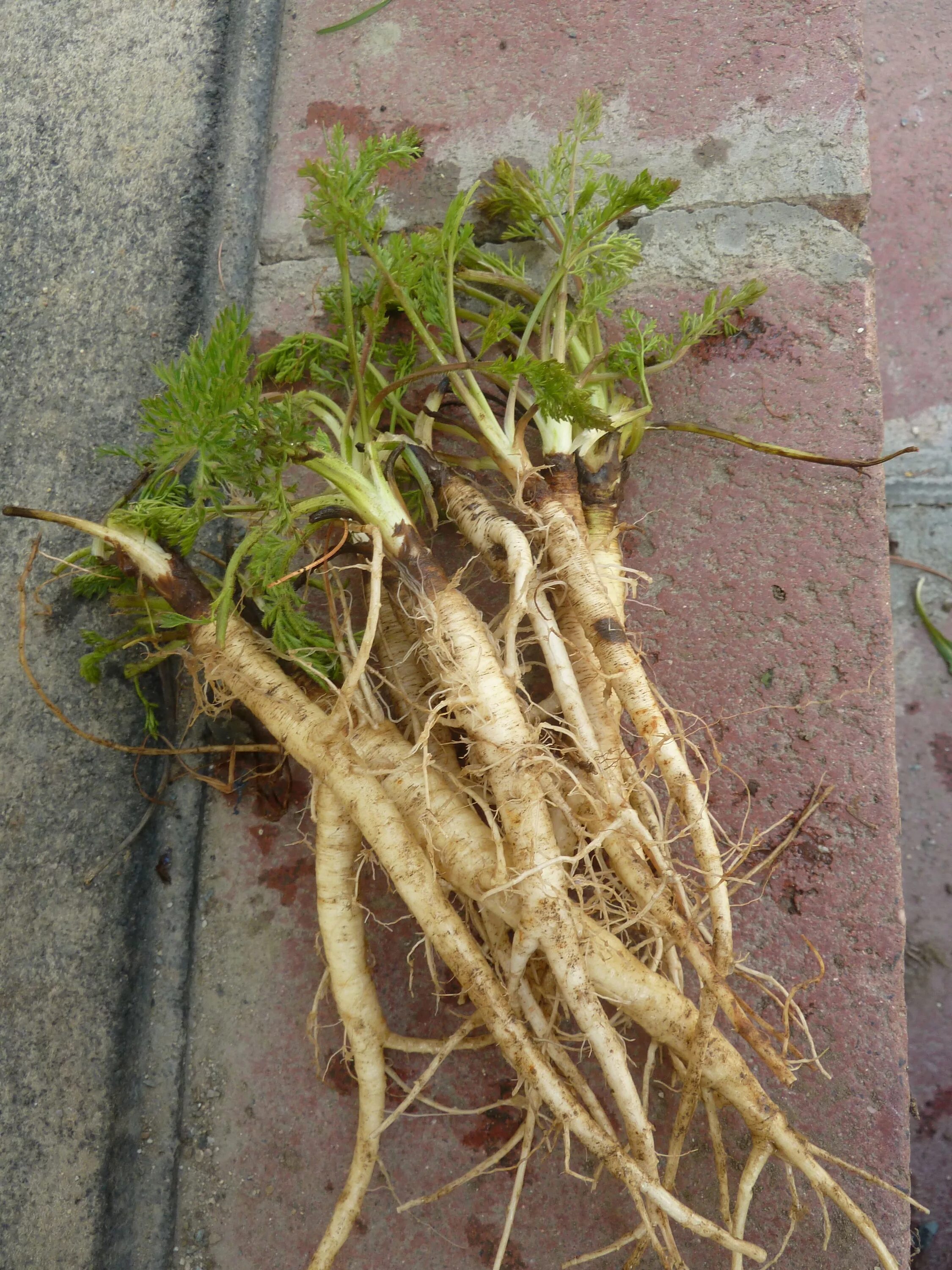 Чистец болотный корневище. Осот корневище. Корневище мия. Спаржа корень. Осот корневище.