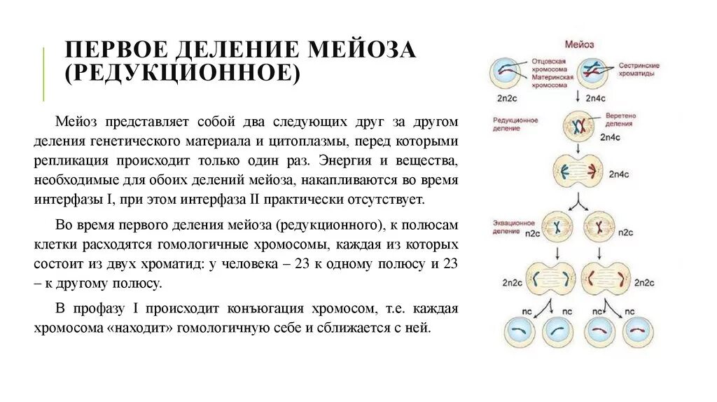 Описание процессов мейоза. Стадия мейоза 2n. Деление клетки набор хромосом. Фазы 1 деления мейоза. Мейоз 1 редукционное деление.